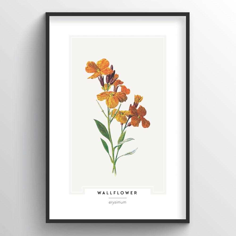 Discover the Beauty of Wallflower: A Guide to Growing and Caring for Wallflower Plants
