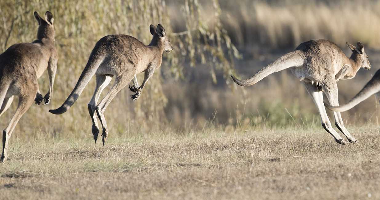 Section 3: The Function of Kangaroos in the Bond Market